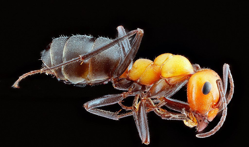 Ant Control service in Terre Haute, IN