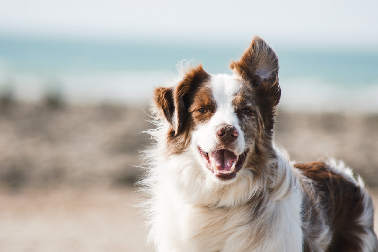 Flea & Tick Control service in Terre Haute, IN