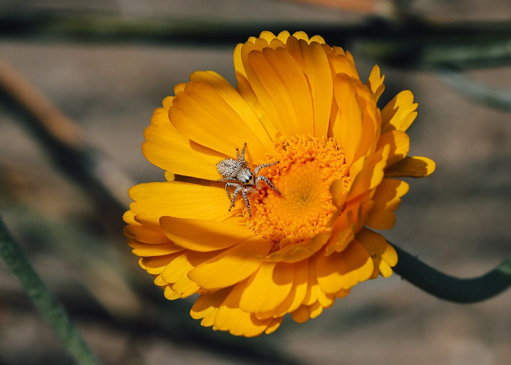Spider Control service in Terre Haute, IN